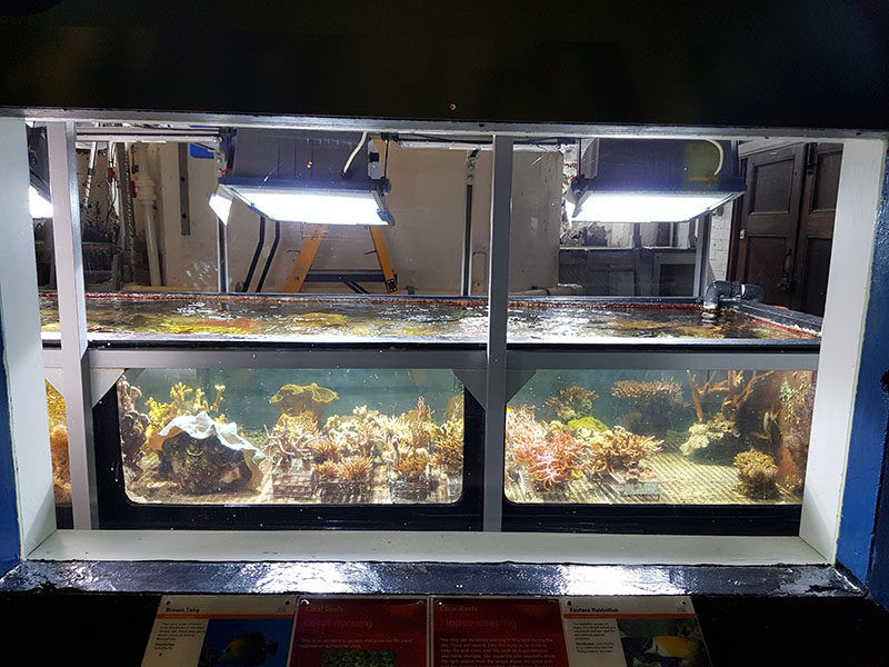 educational display: coral nursery