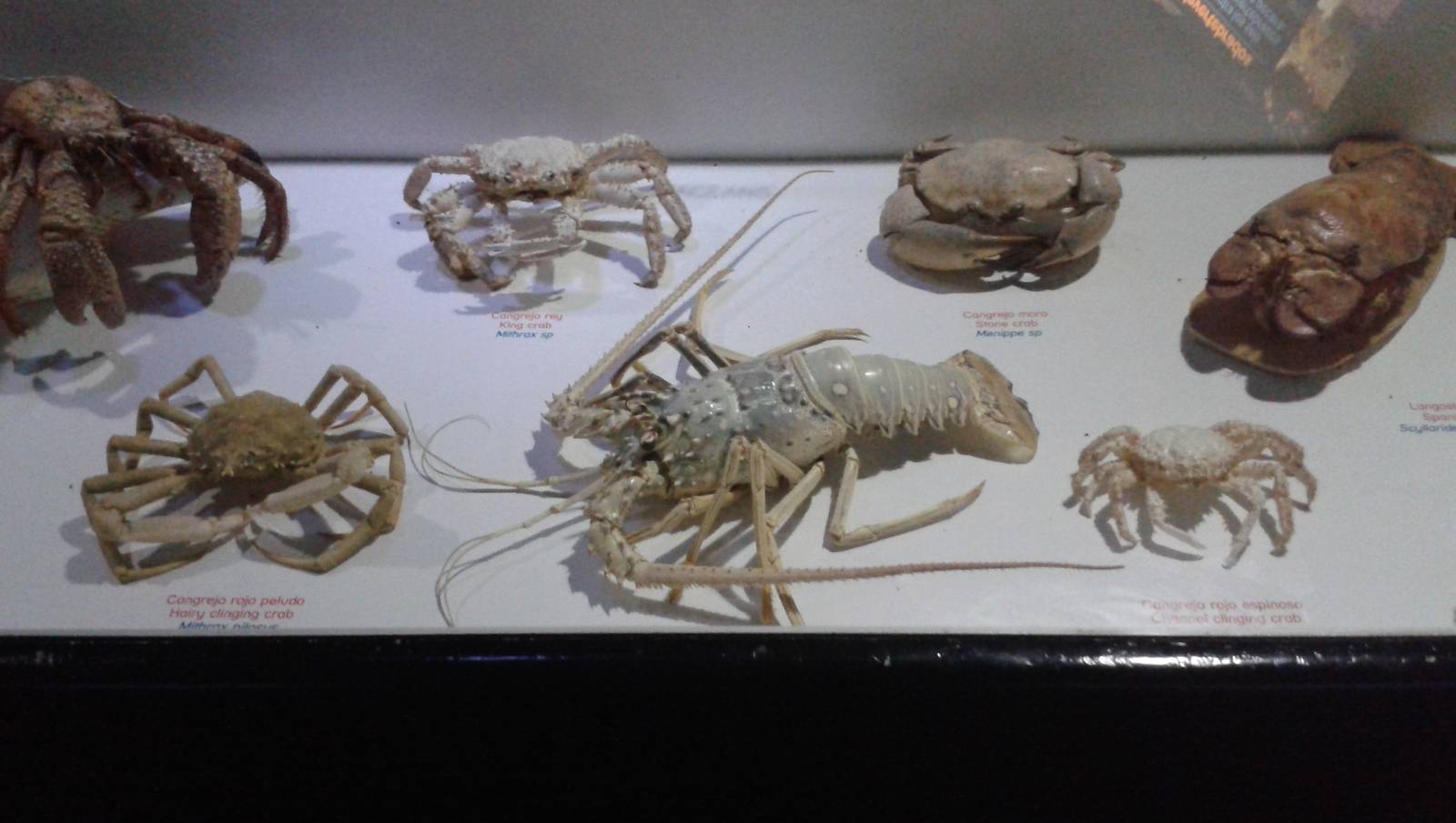 Educational display Crabs, Crayfish and Lobster