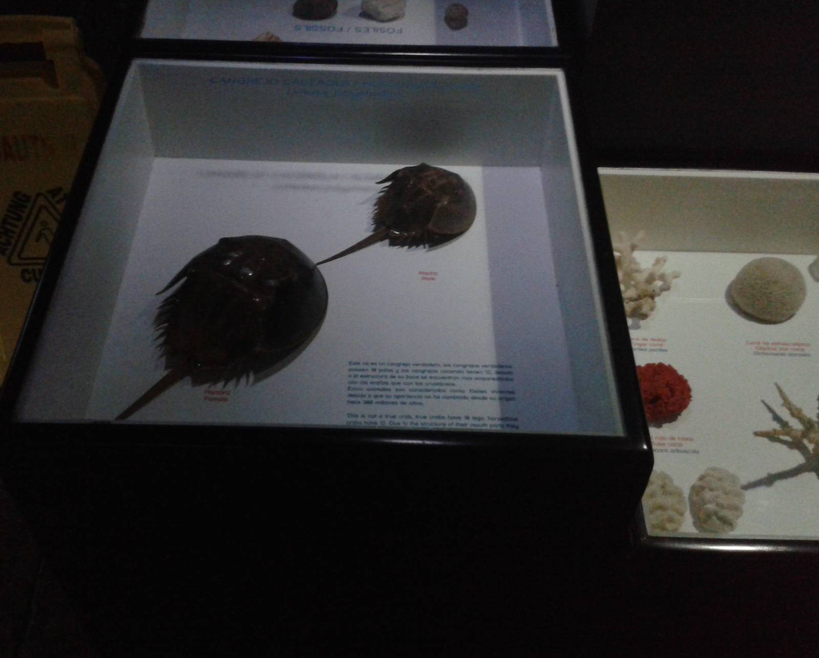 Educational display Horseshoe crabs
