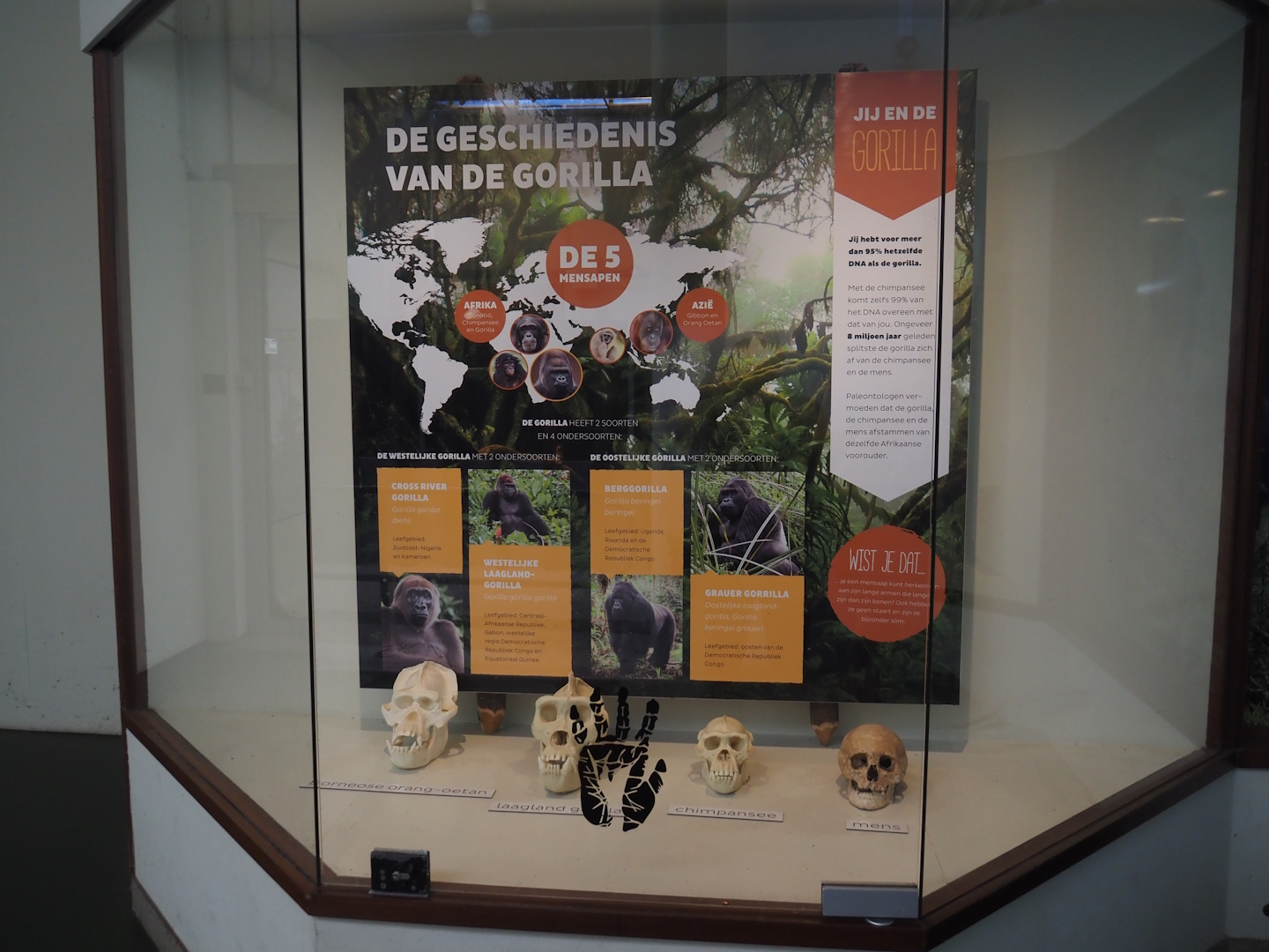 Educational display on great apes, 2024-06-30
