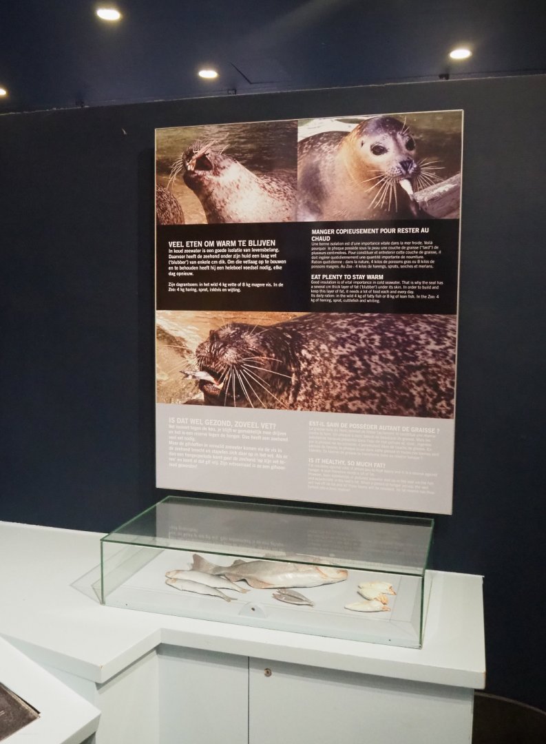 Educational display on harbor seal nutrition and biology, 2022-05-26