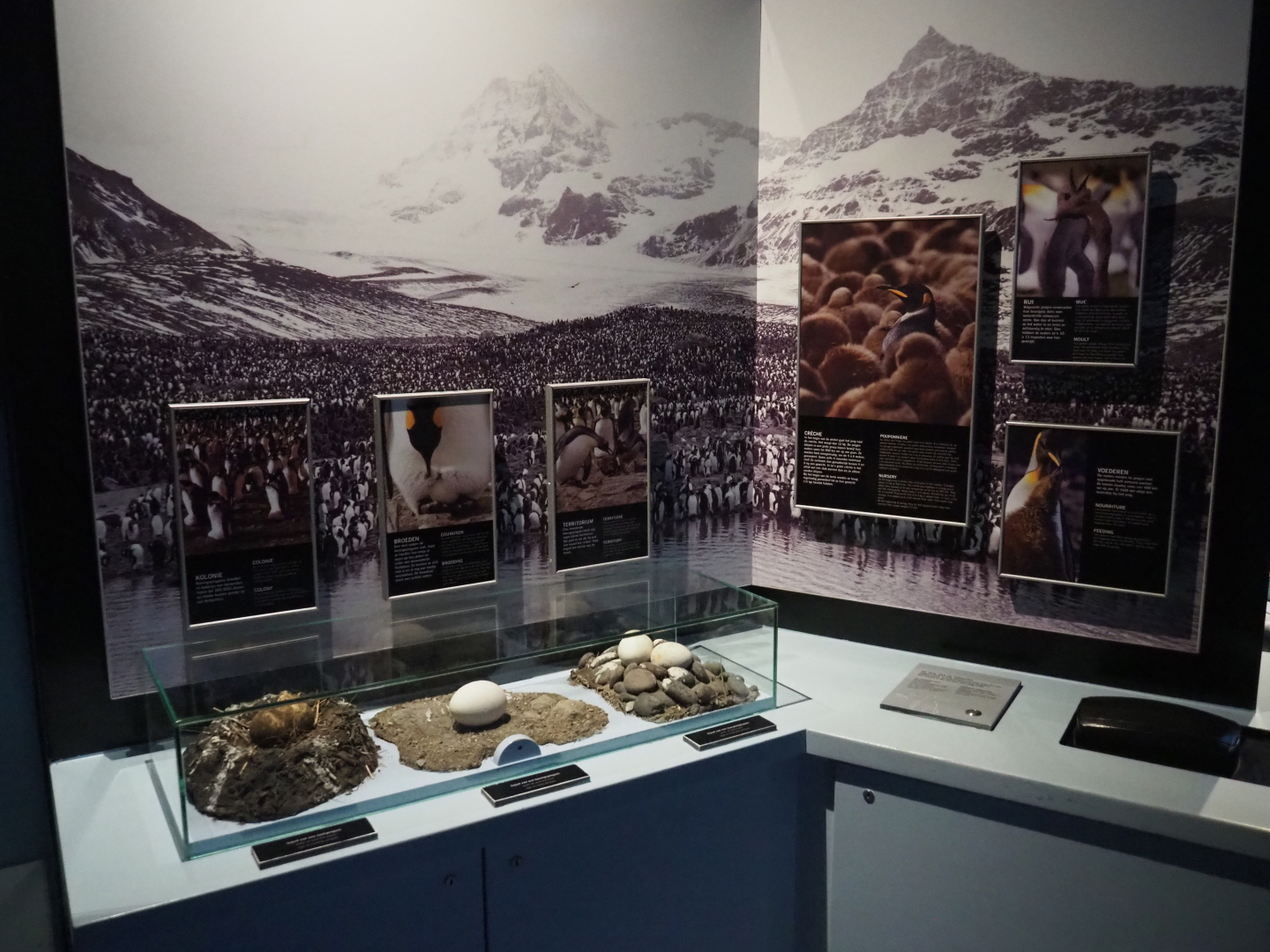 Educational display on penguin reproduction, 2020-06-28