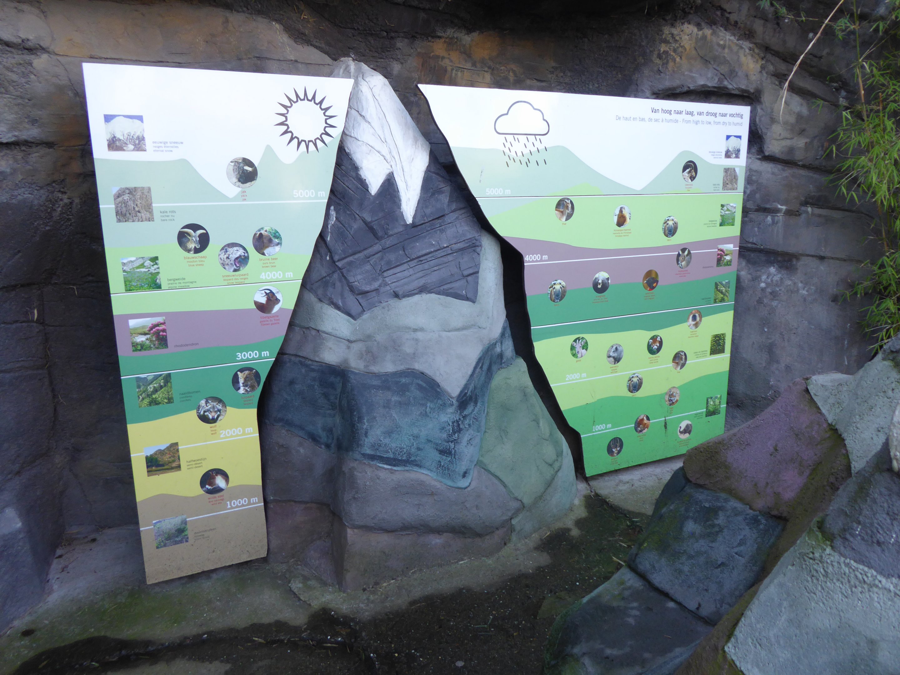 Educational display representing altitude-based ecological niches in mountain fauna.