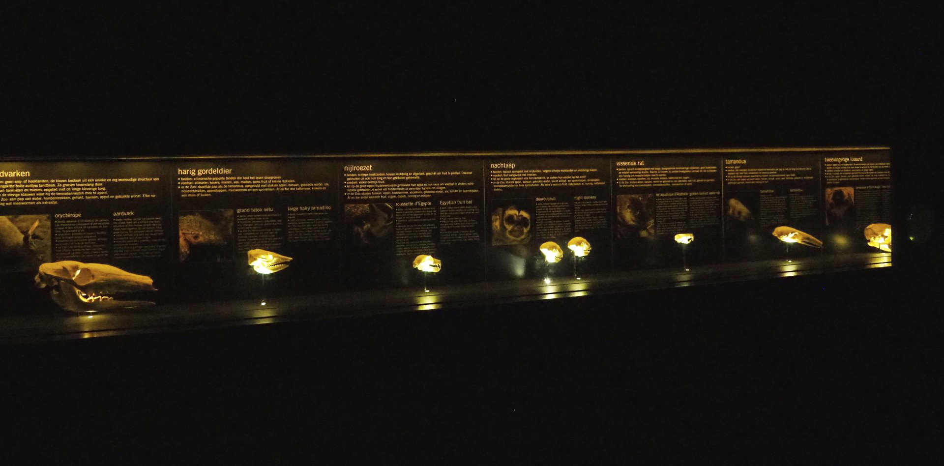 Educational display with skulls in the Nocturama, 2019-06-22