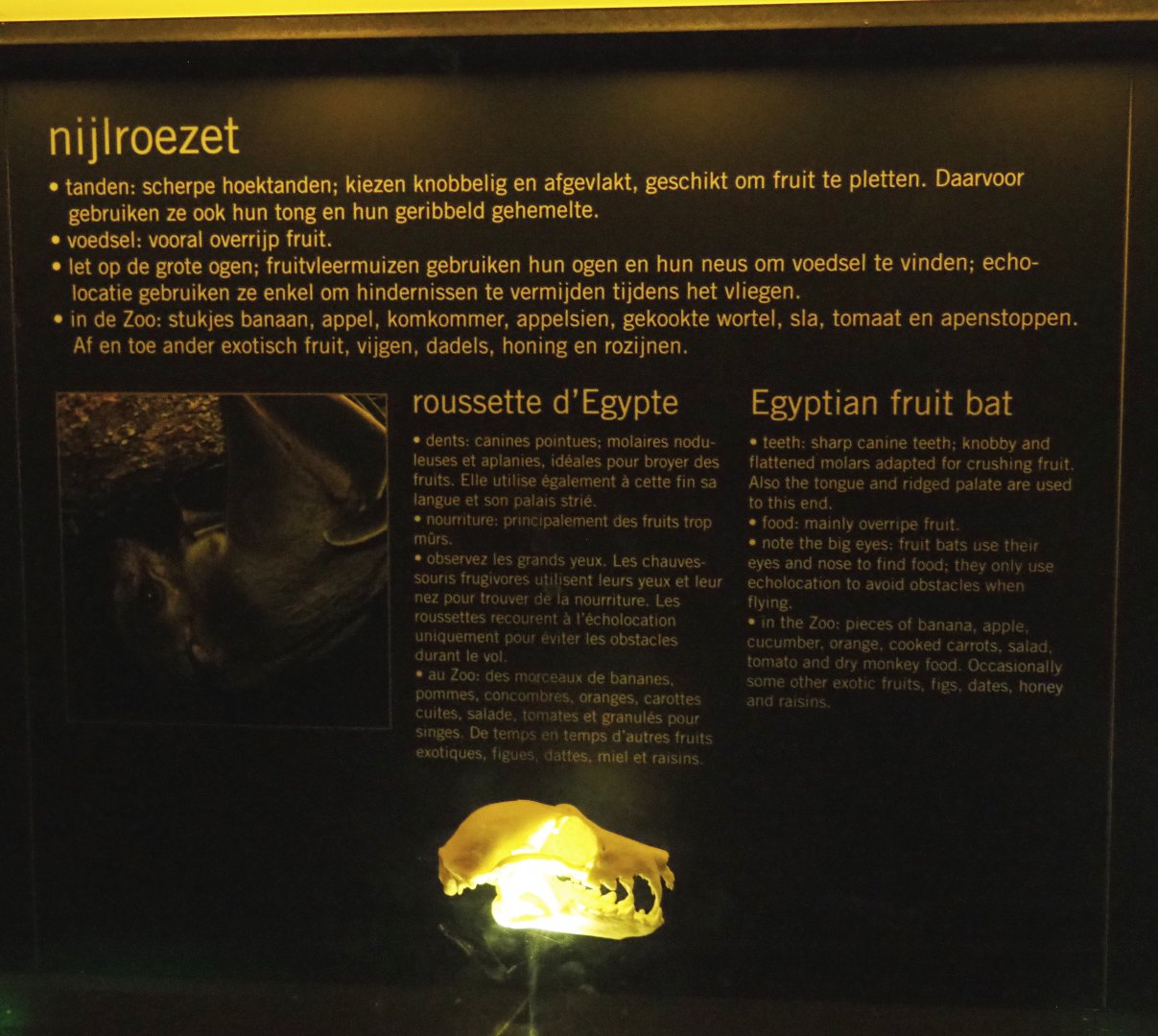 Educational display with skulls in the Nocturama - Egyptian fruit bat display, 2019-06-22