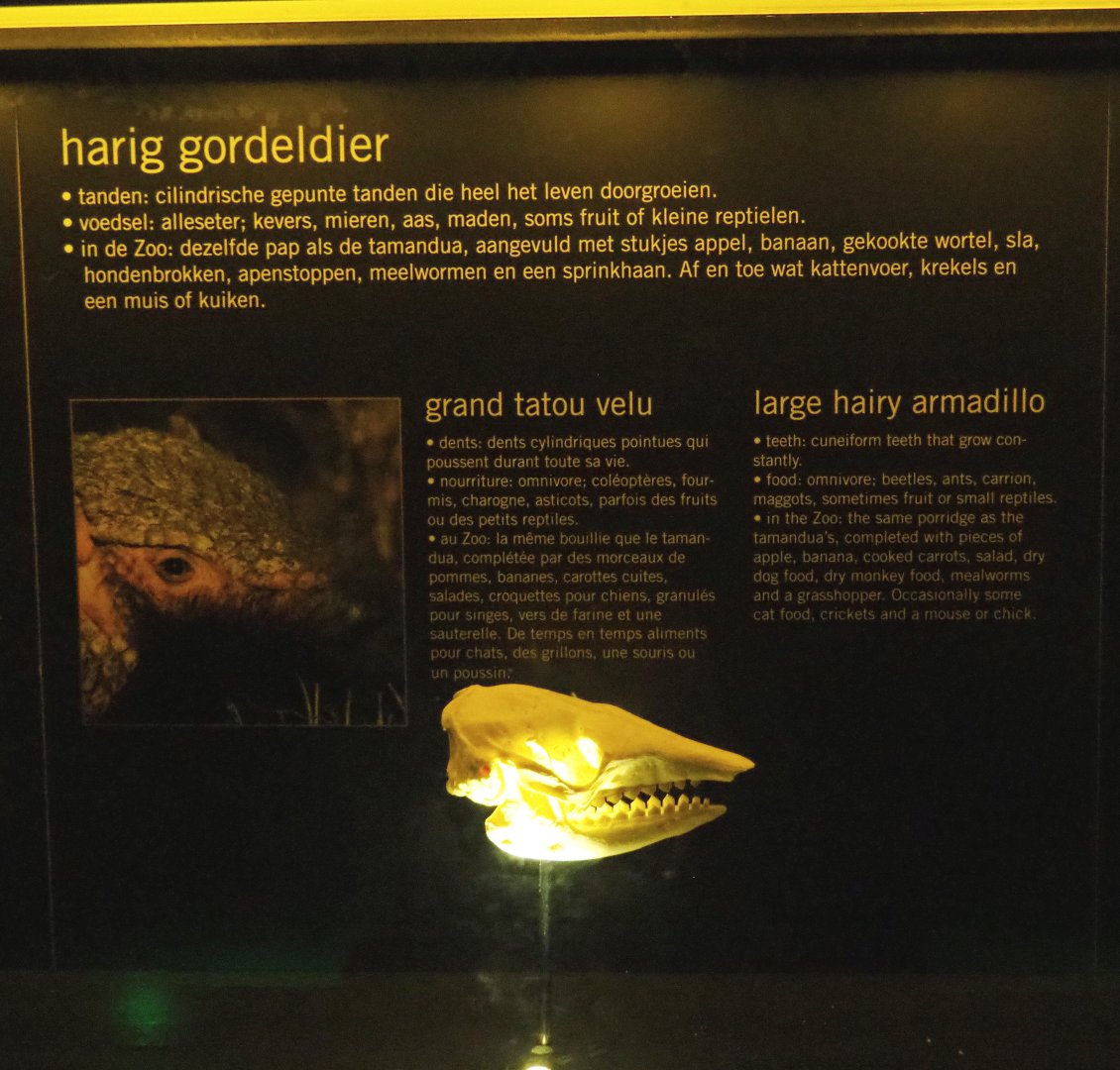 Educational display with skulls in the Nocturama - Large hairy armadillo display, 2019-06-22