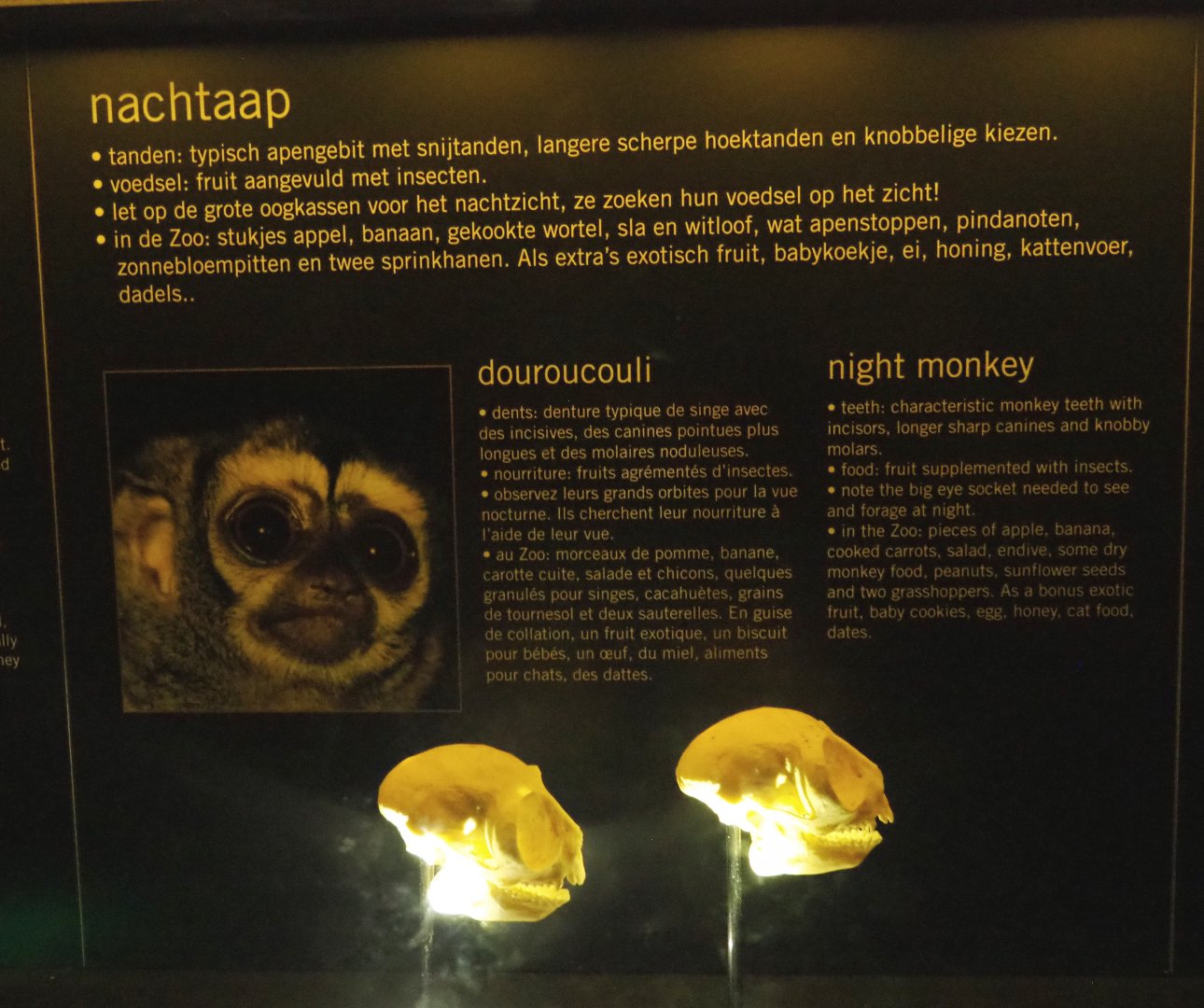 Educational display with skulls in the Nocturama - Night monkey display, 2019-06-22