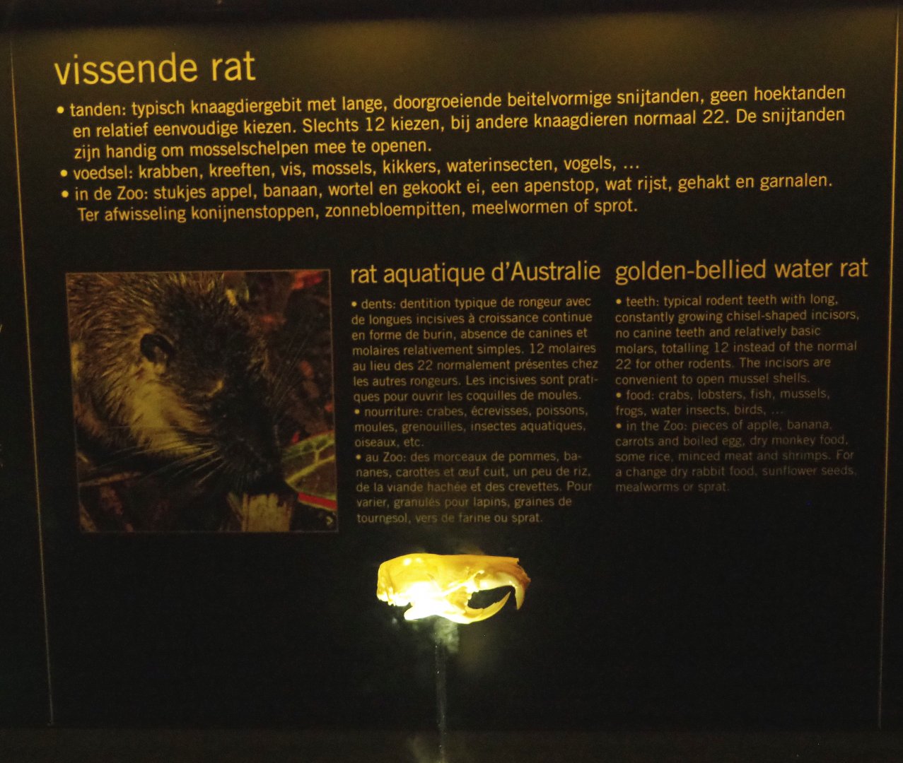 Educational display with skulls in the Nocturama - Rakali display, 2019-06-22