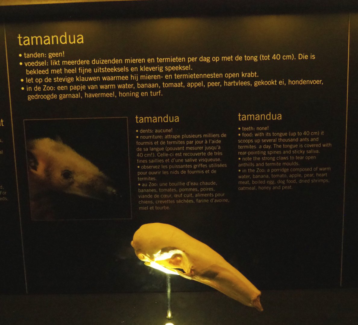 Educational display with skulls in the Nocturama - Tamandua display, 2019-06-22