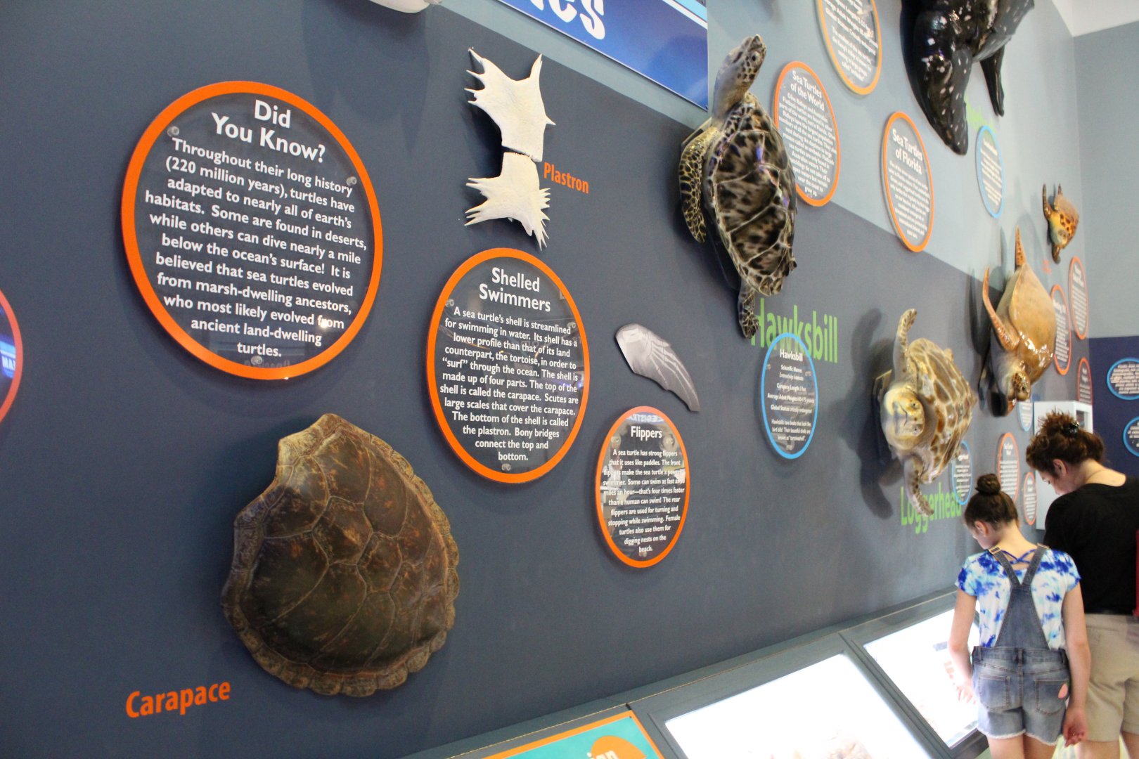 Educational Displays