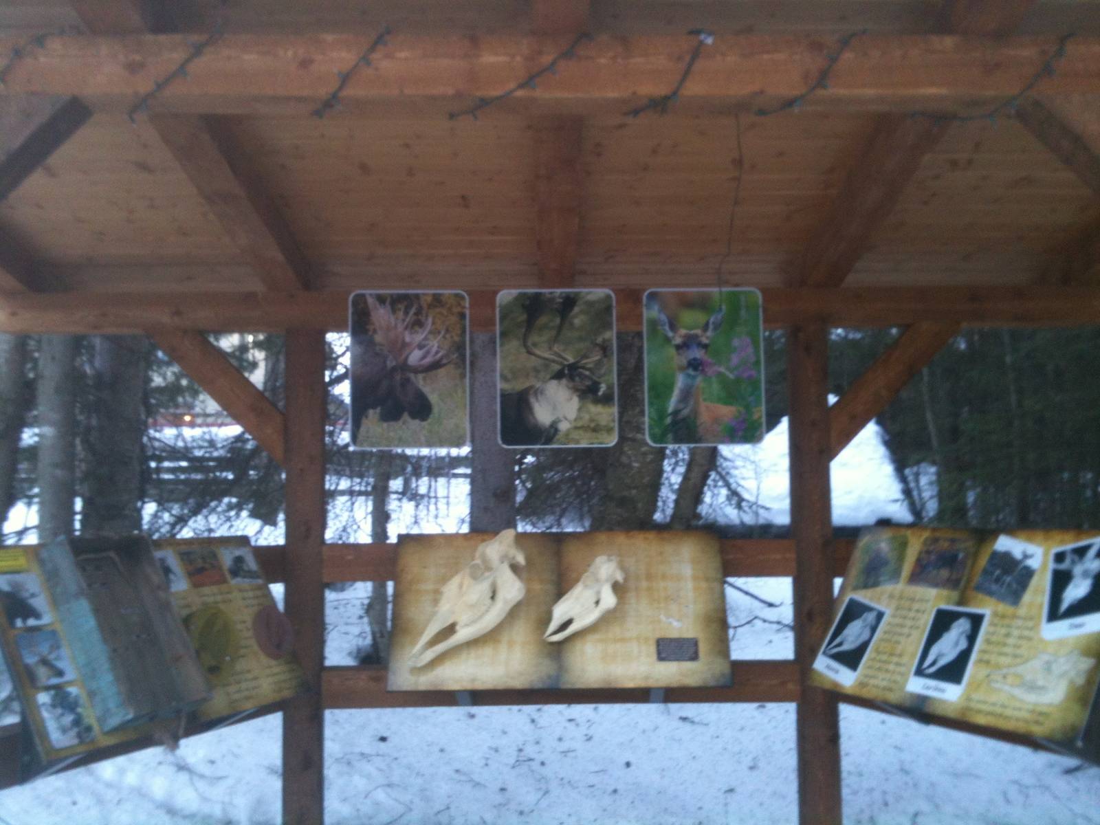 Educational Kiosk on Alaska's Native Deer Species