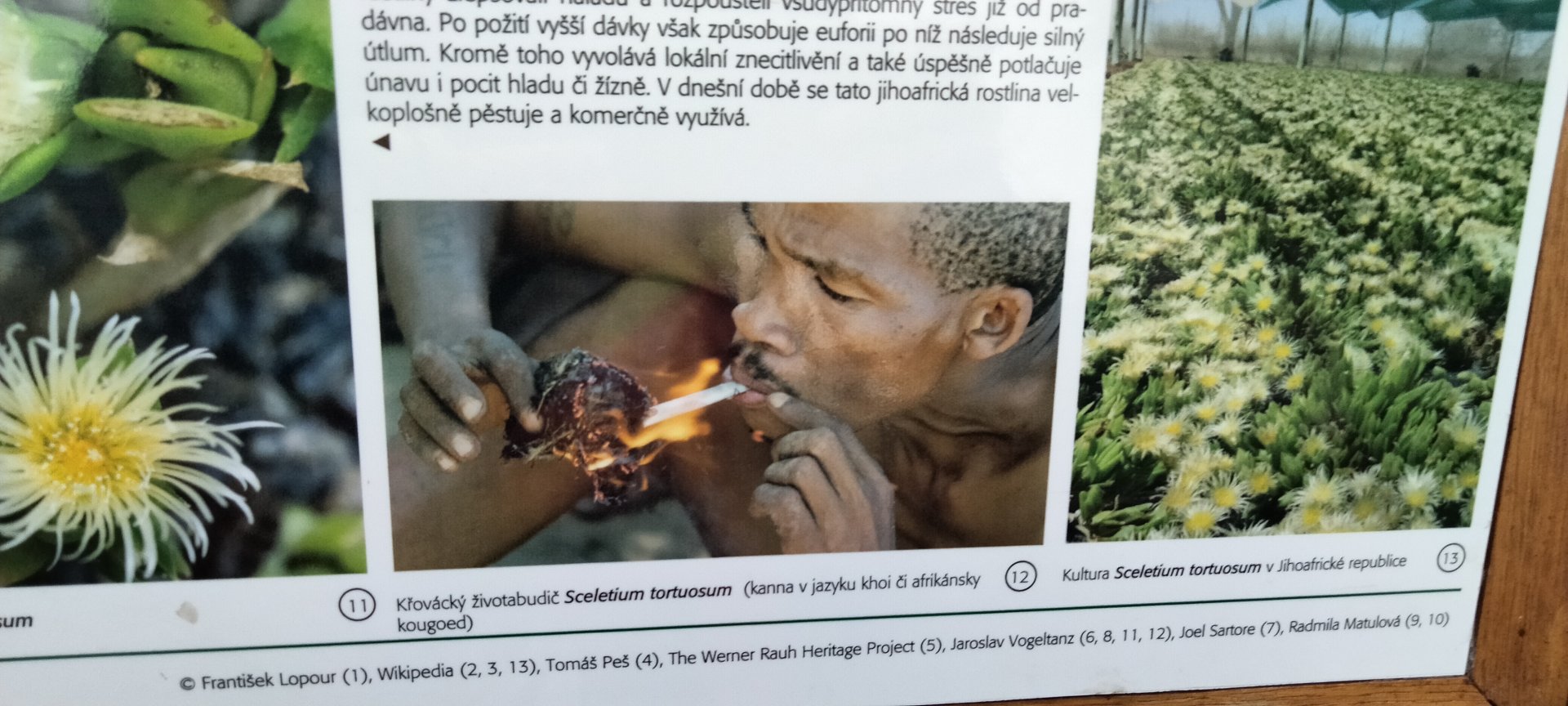 Educational material in the succulent plants Greenhouse