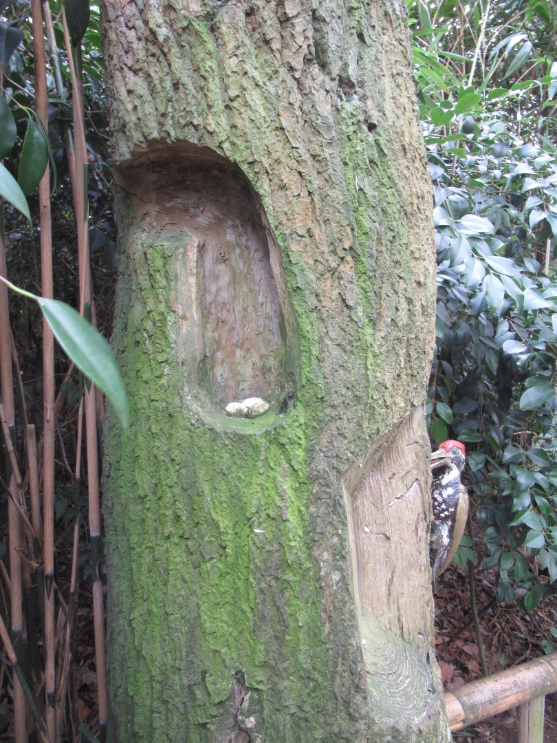 Educational model of a woodpecker feeding and its nest.