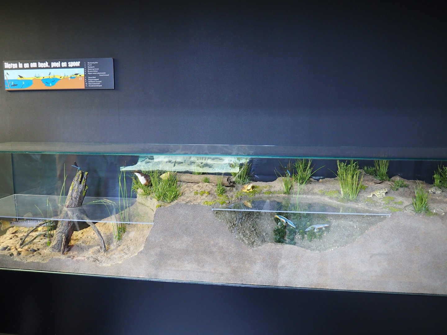 Educational model on waterside habitats and species (Oct 13th, 2018)