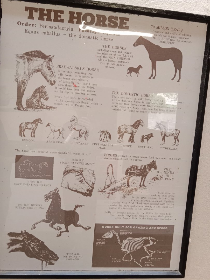 Educational sign about the horse