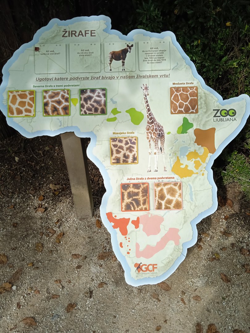 Educational signage about giraffe subspecies