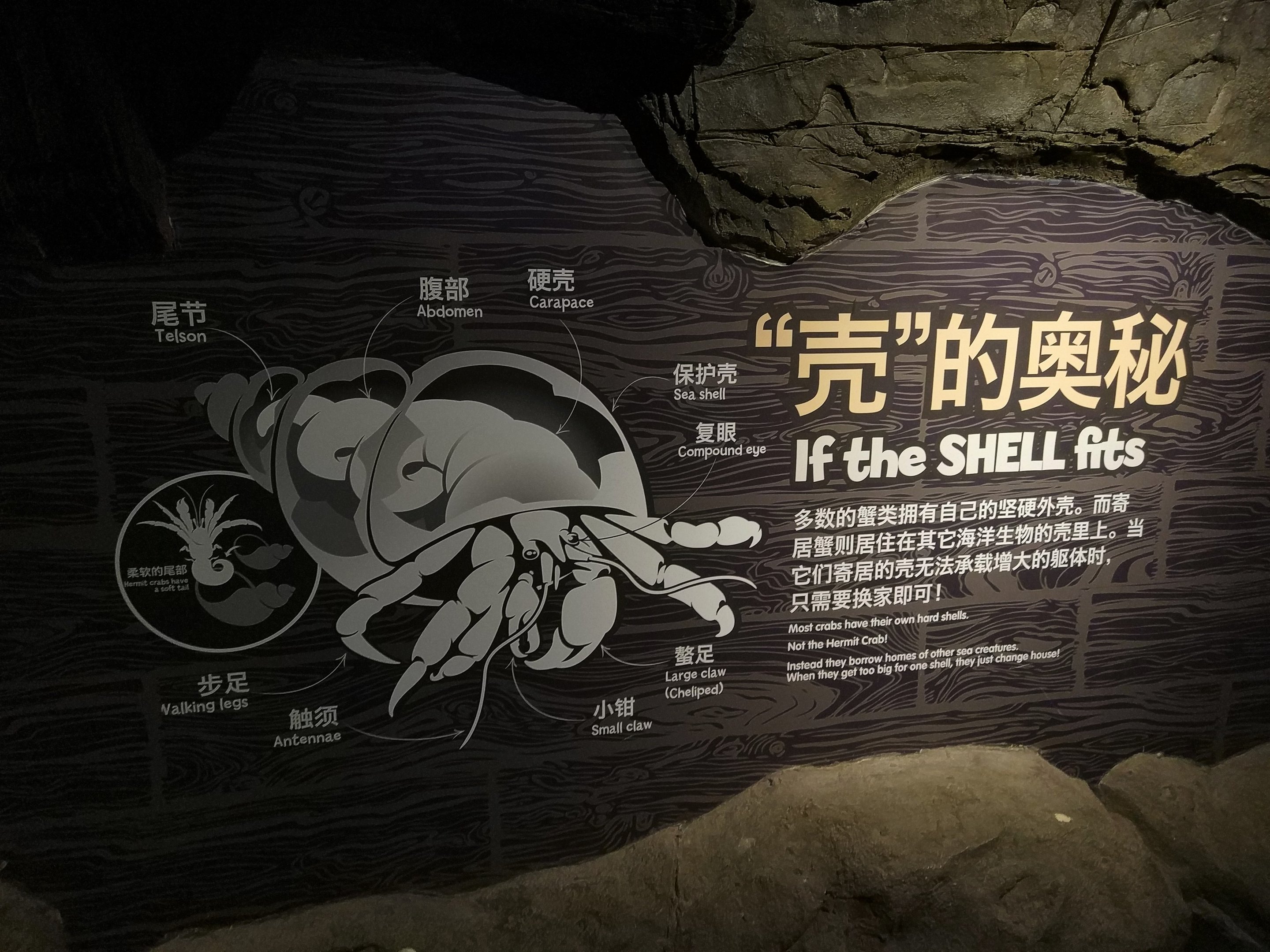 Educational Signage - Hermit Crab