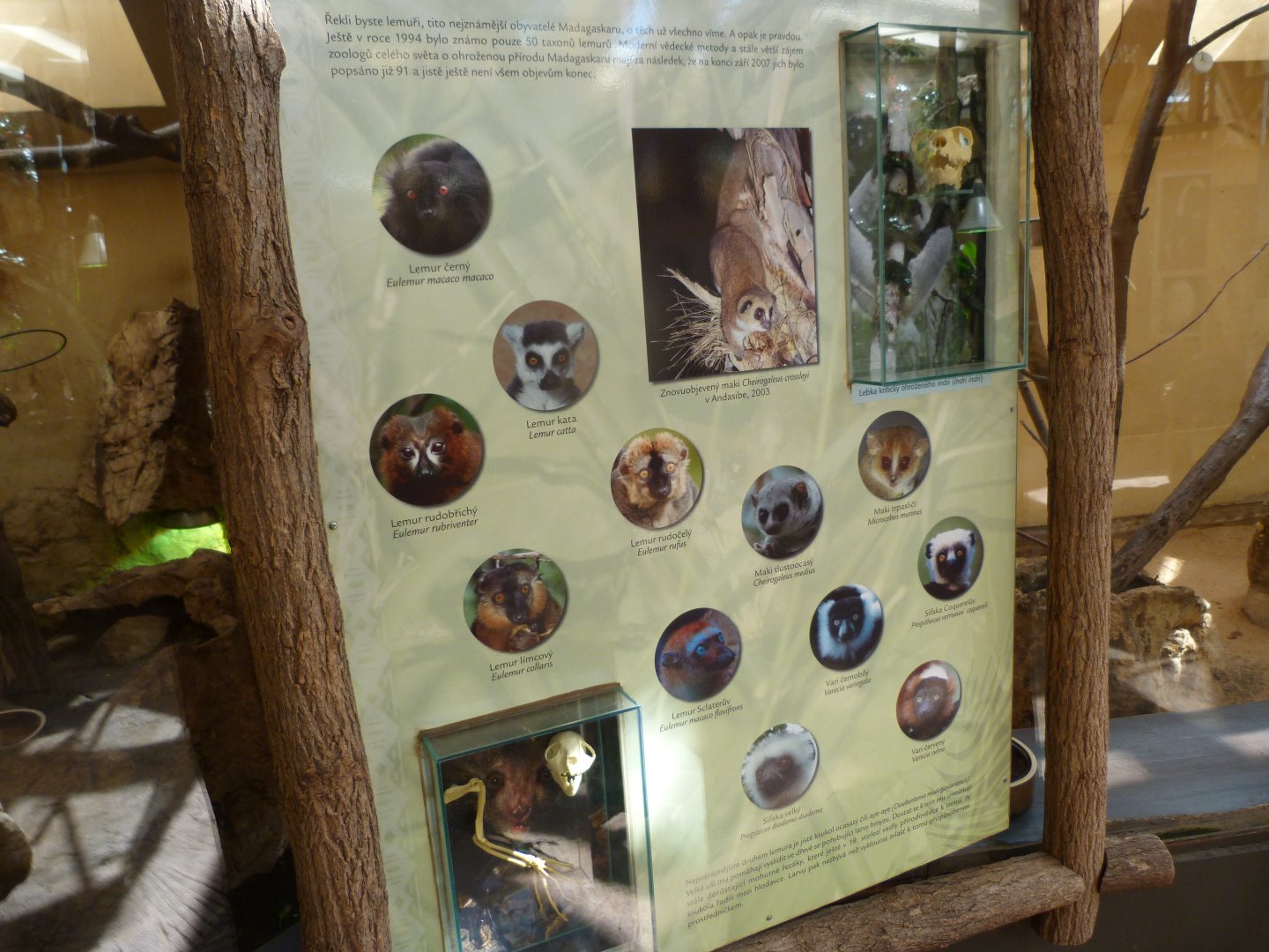 Educative display about lemur diversity -Zoo Plzeň (2025)