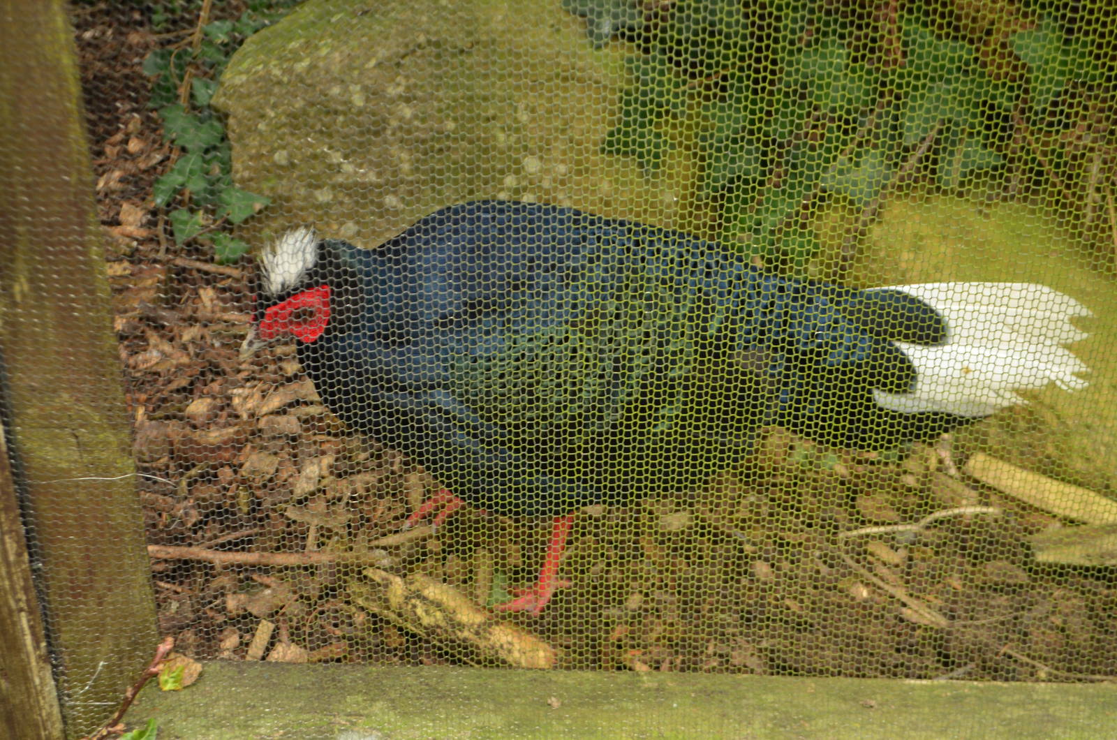 Edward?s pheasant