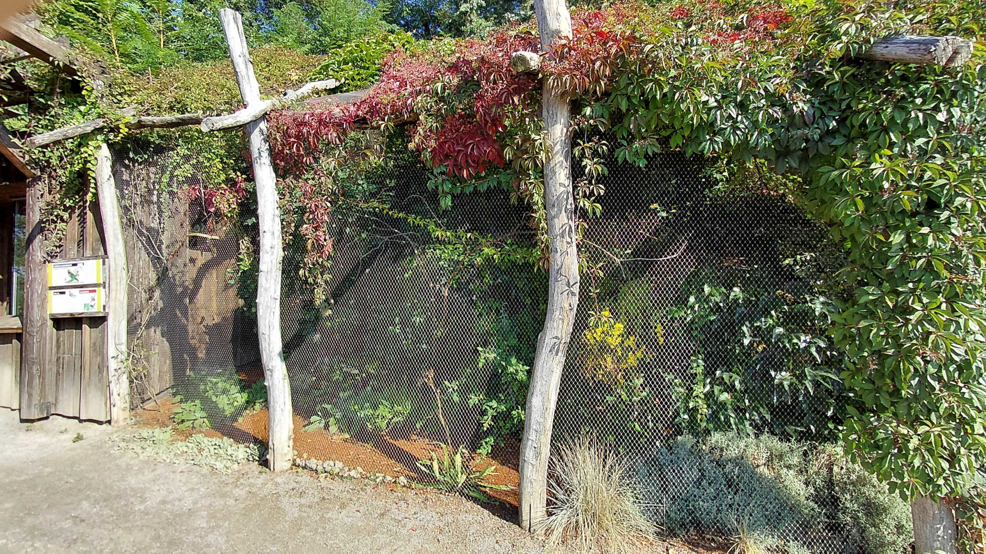 Edward's fig parrot aviary