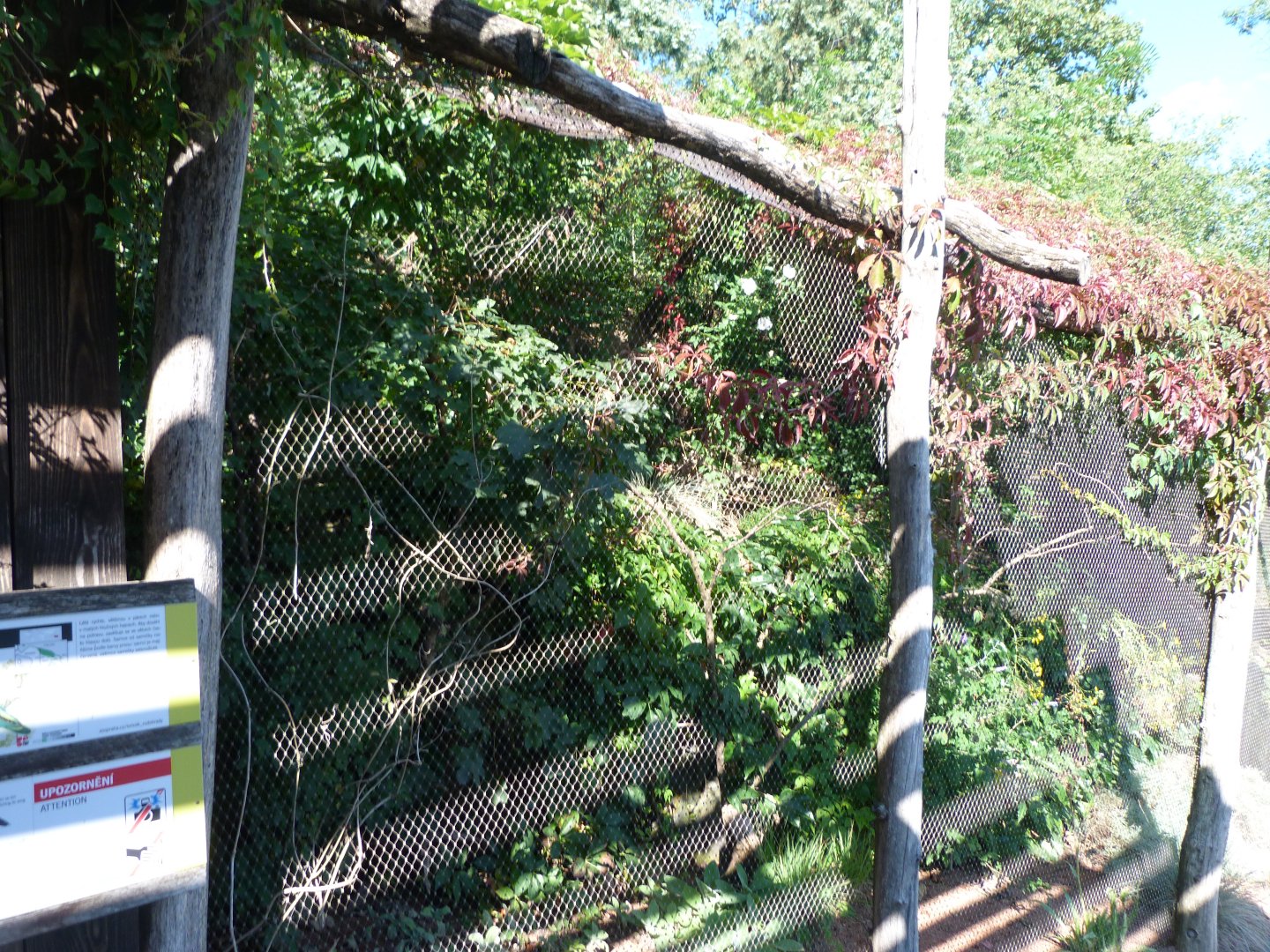 Edwards' fig parrot exhibit -Zoo Praha (2025)