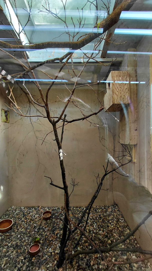 Edward's fig parrot indoor exhibit