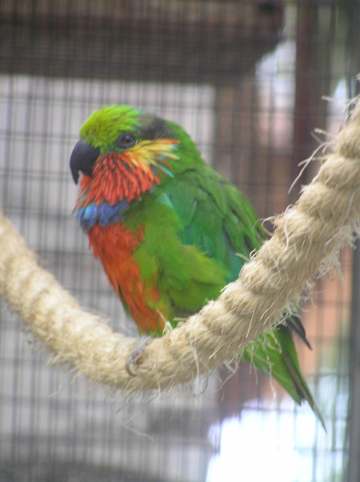 Edward's fig parrot - Loro Parque