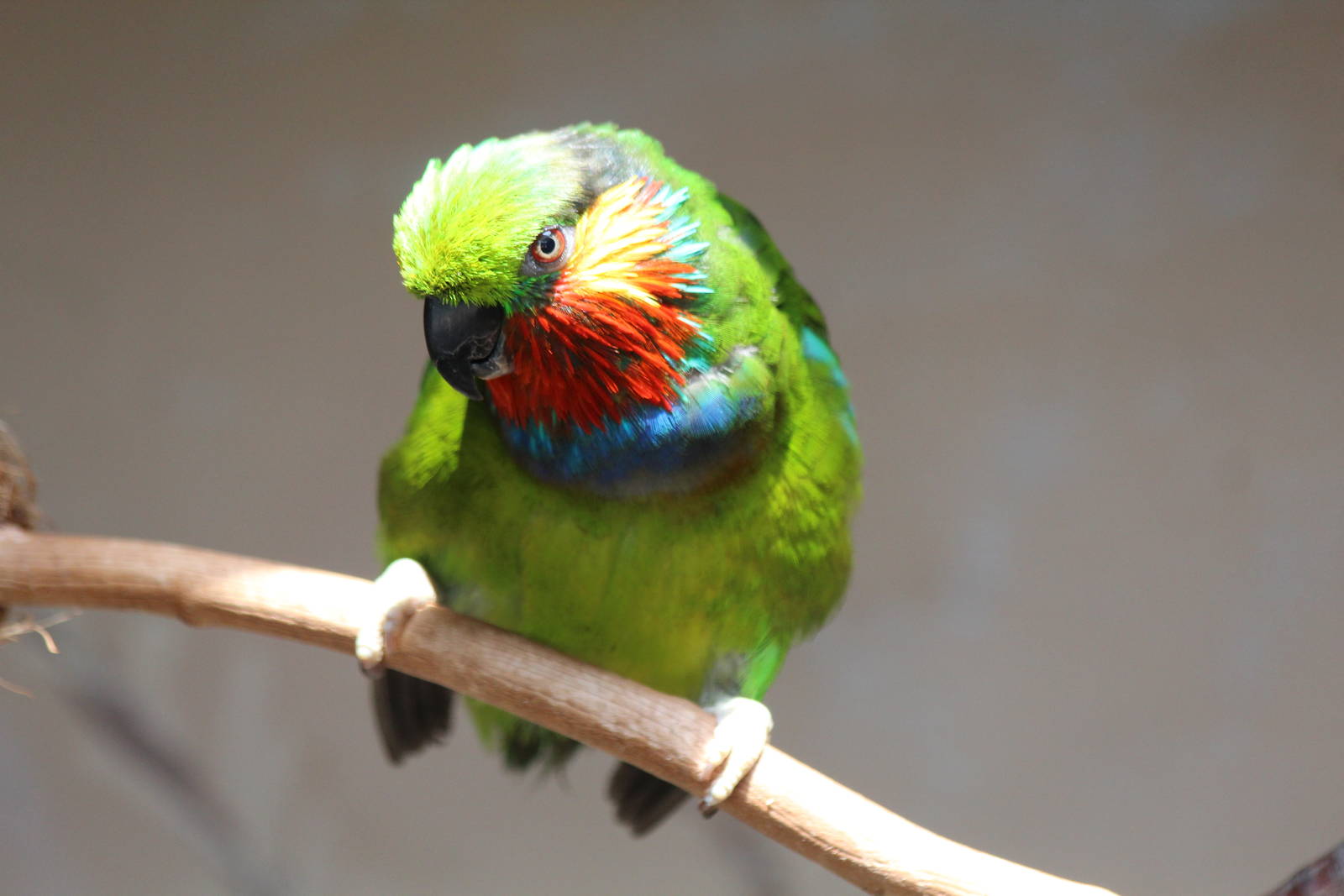 Edward's Fig Parrot - Prague Zoo, July 2013