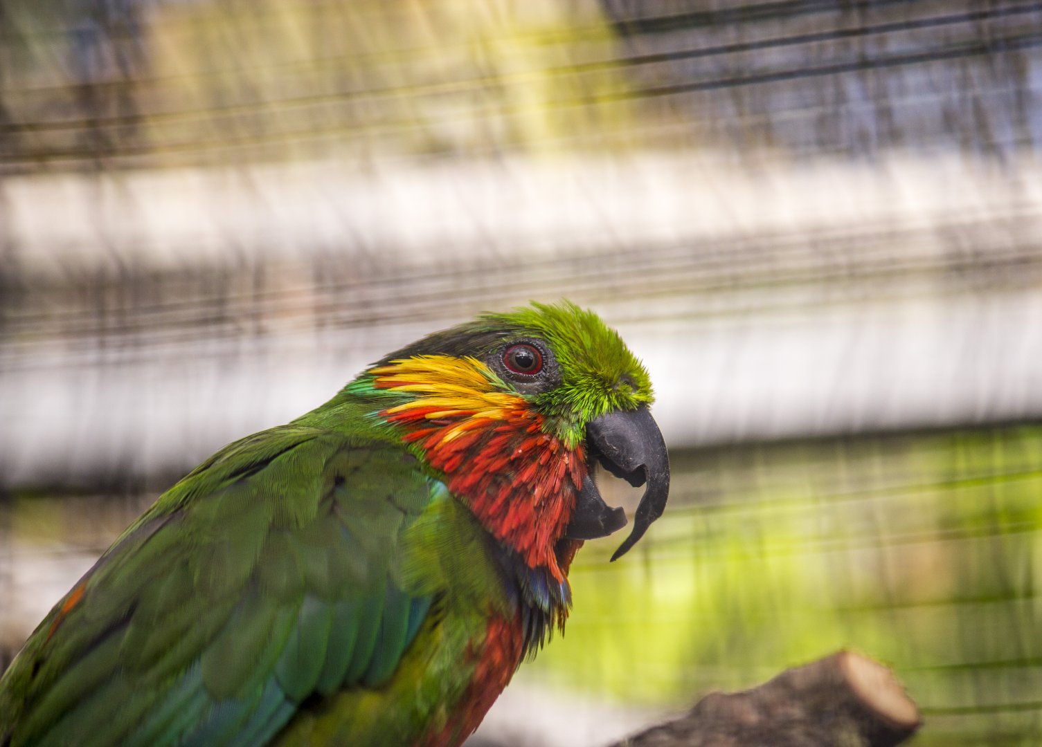 Edward's fig parrot, Psittaculirostris edwardsii
