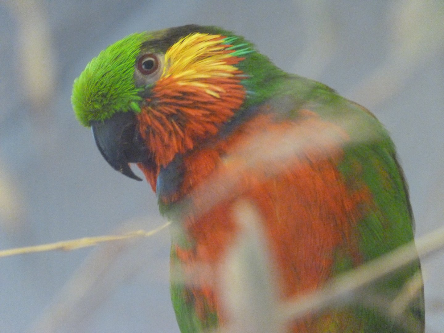 Edwards' fig parrot -Zoo Praha (2025)