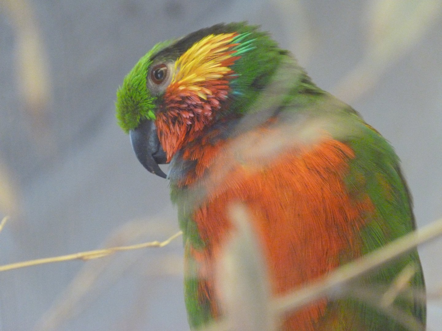Edwards' fig parrot -Zoo Praha (2025)