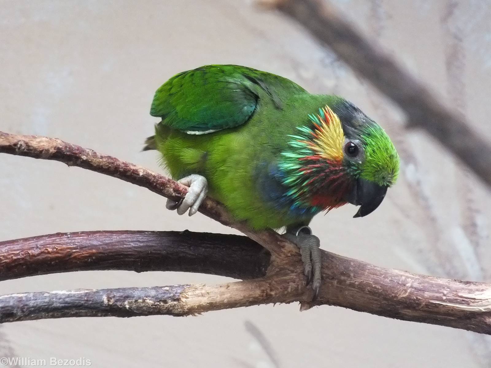 Edward's Fig-parrot