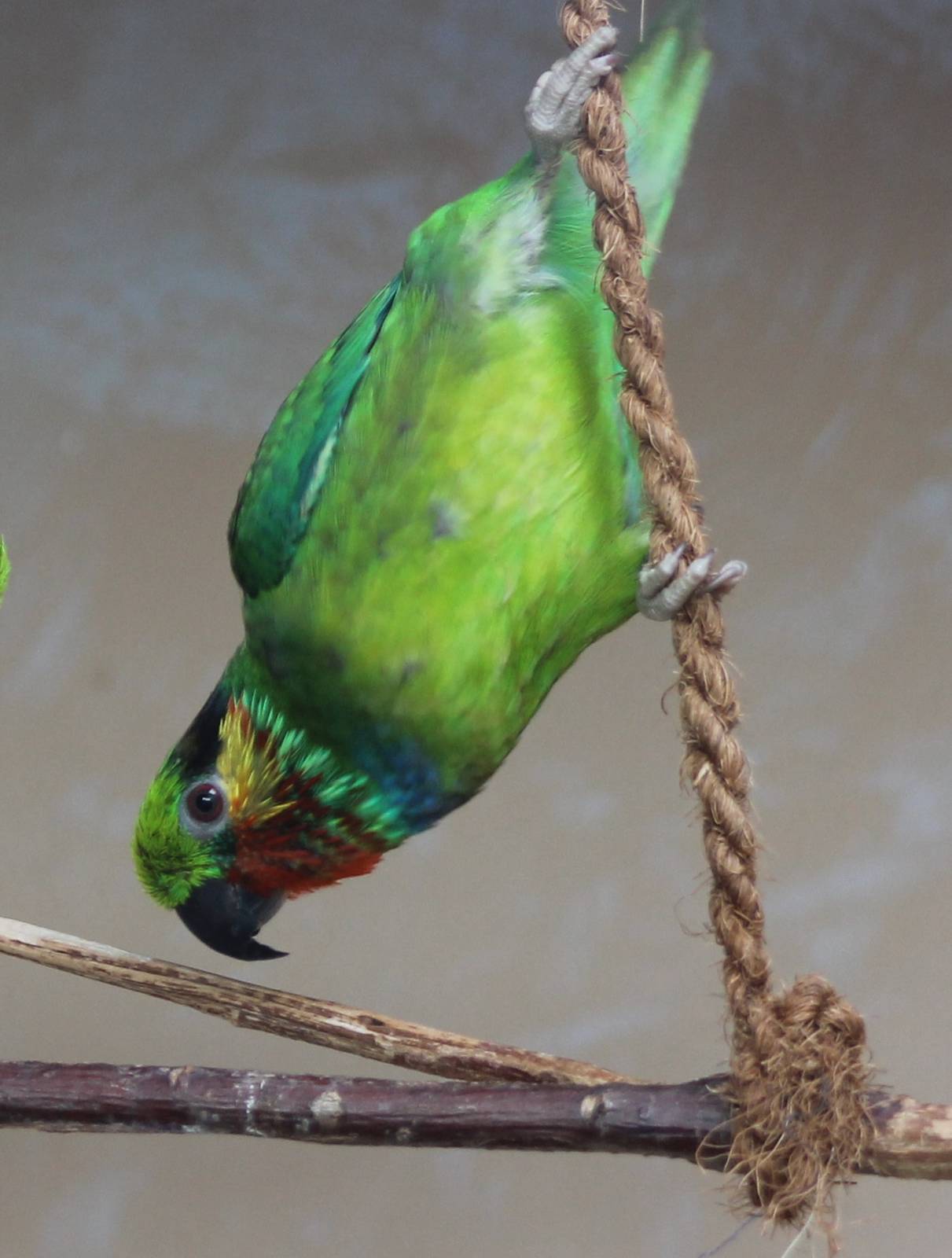 Edward's fig-parrot