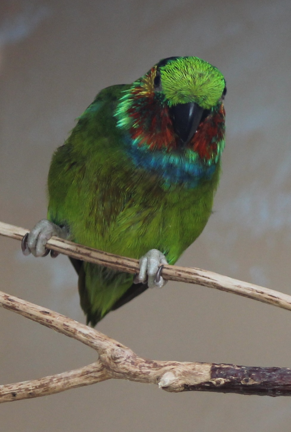 Edward's fig-parrot