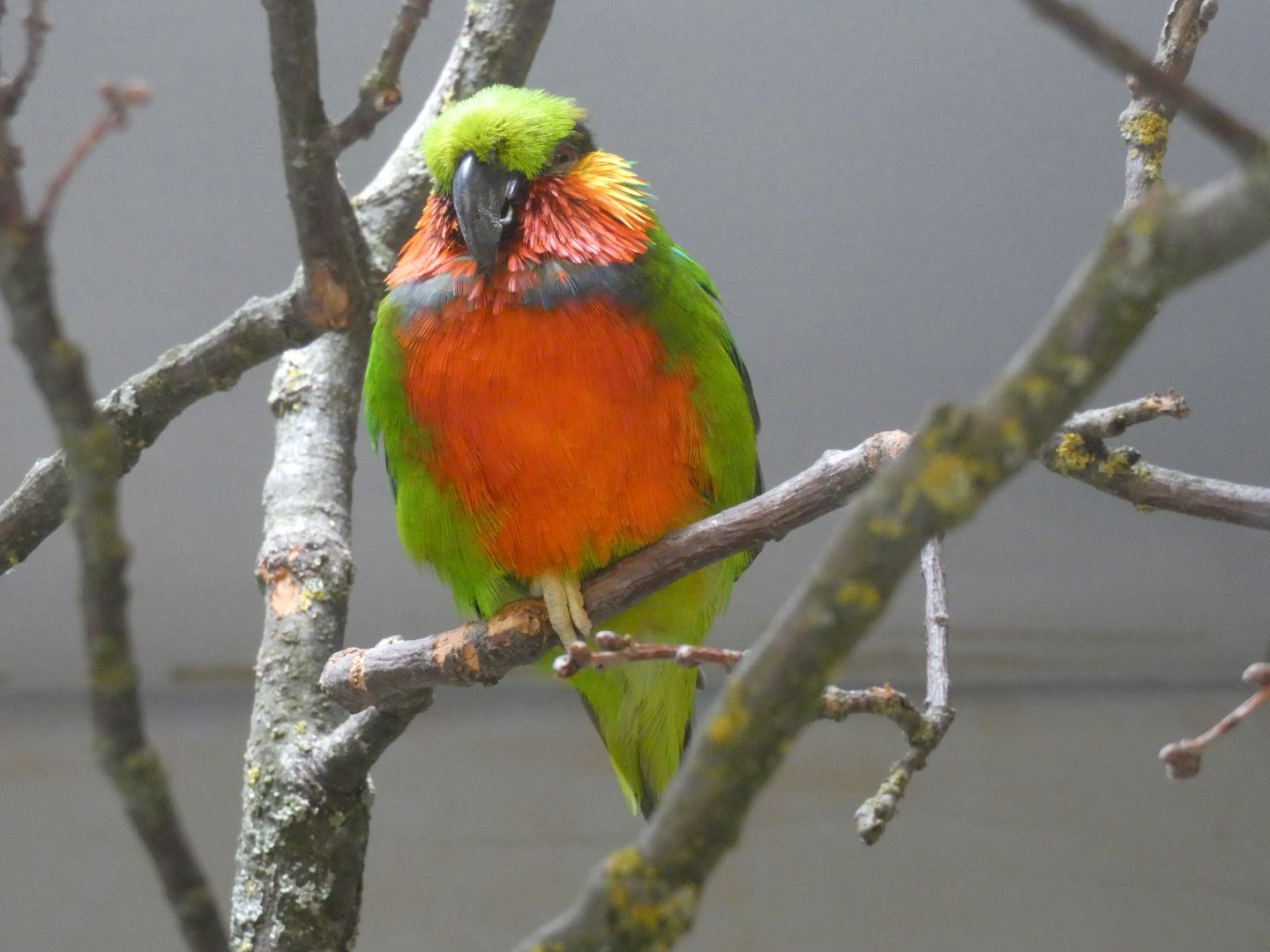 Edward's Fig Parrot