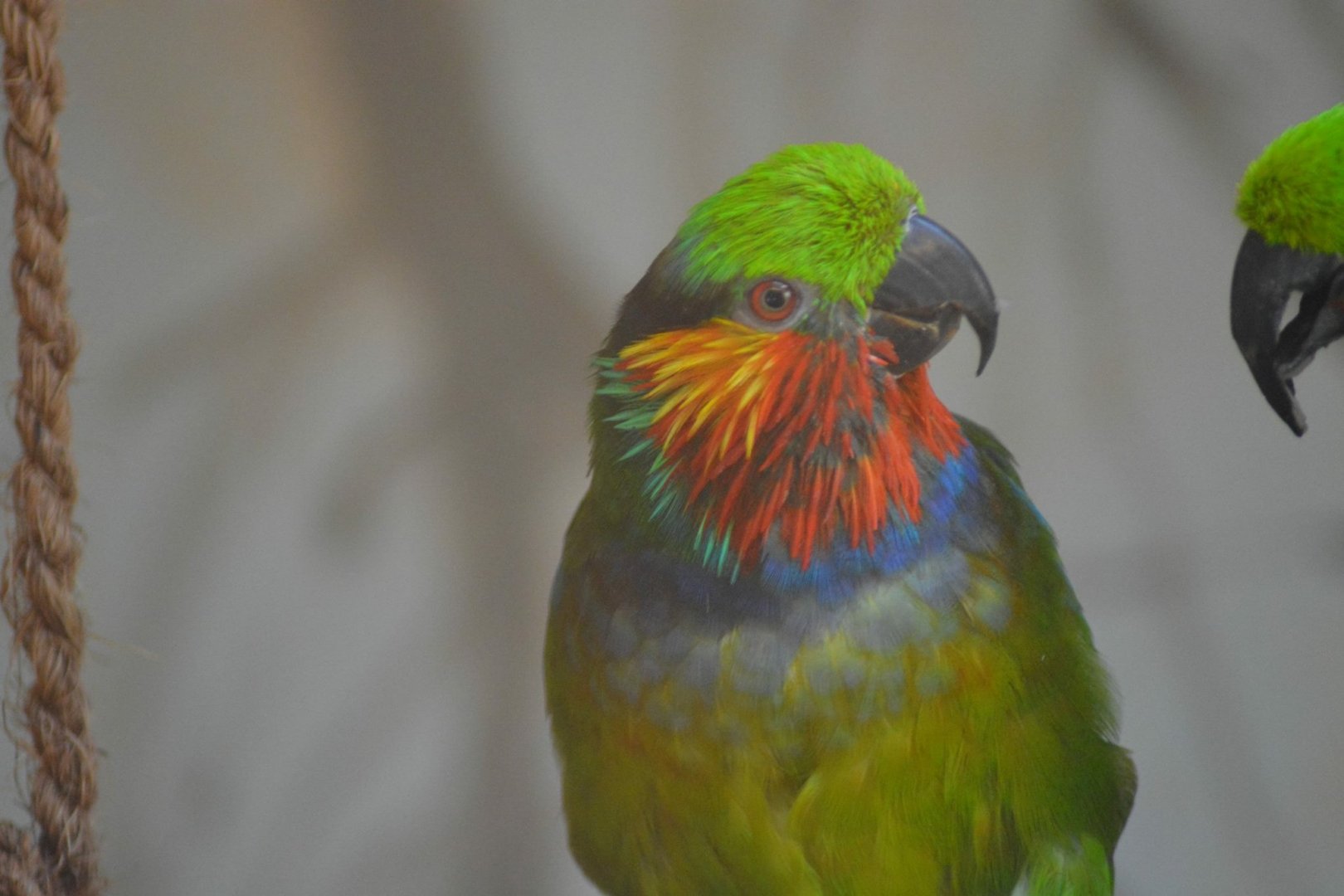 Edwards Fig Parrot