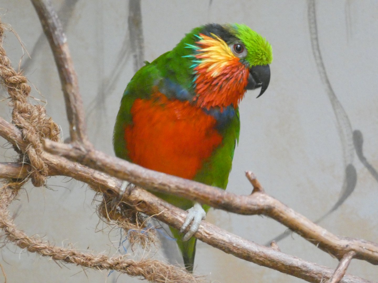 Edward's fig parrot