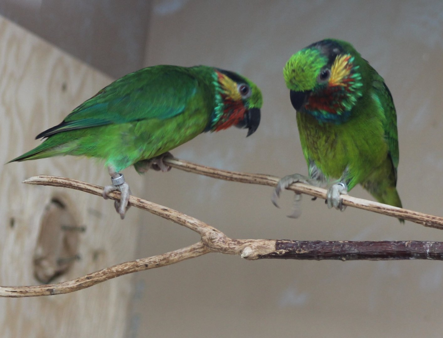 Edward's fig-parrots