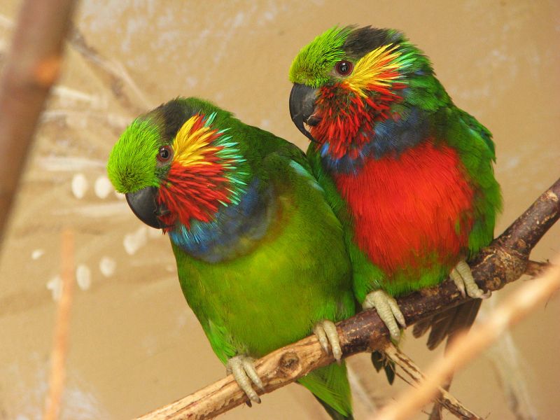 Edwards' fig parrots
