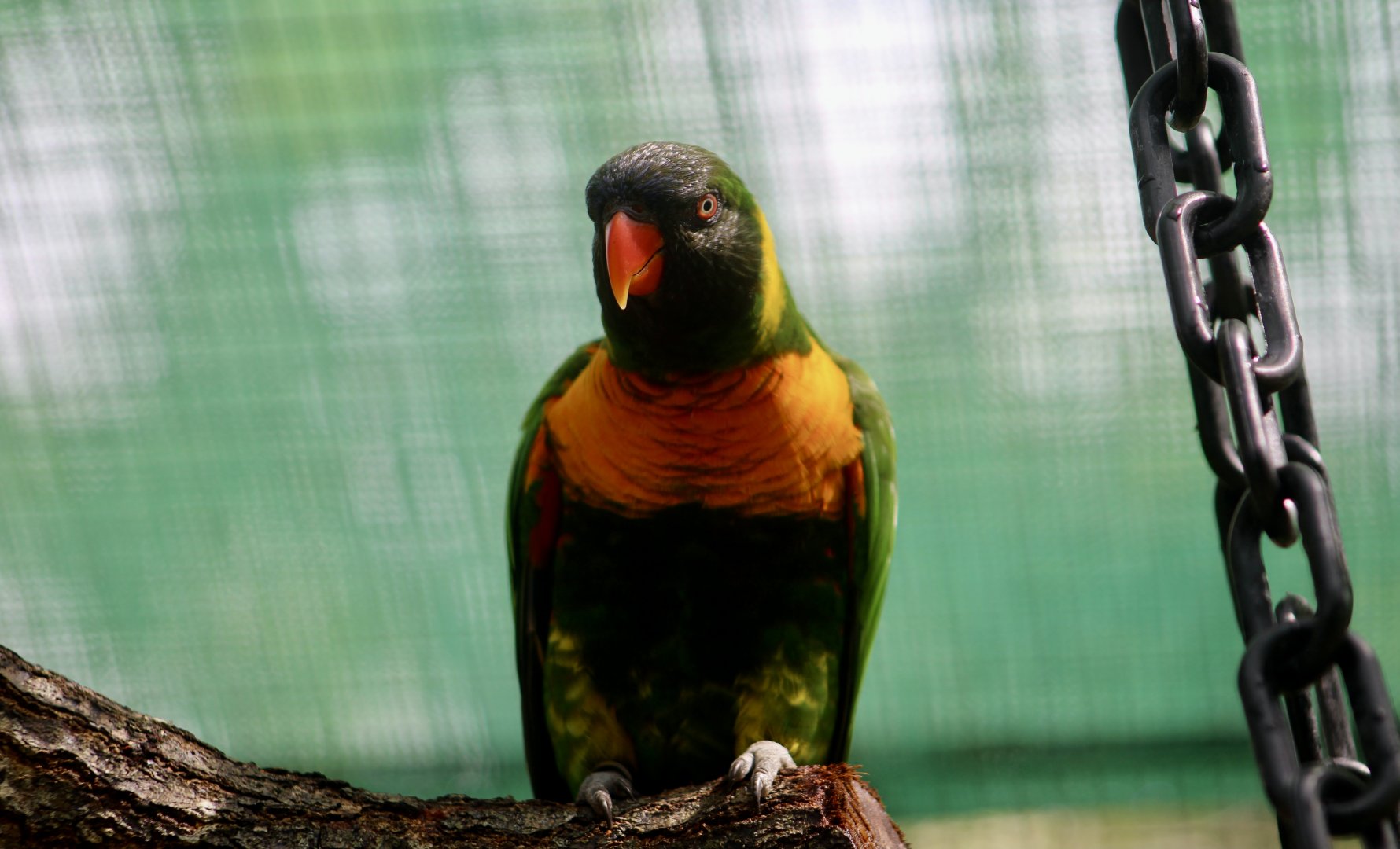 Edward's Lorikeet (Trichoglossus capistratus capistratus)