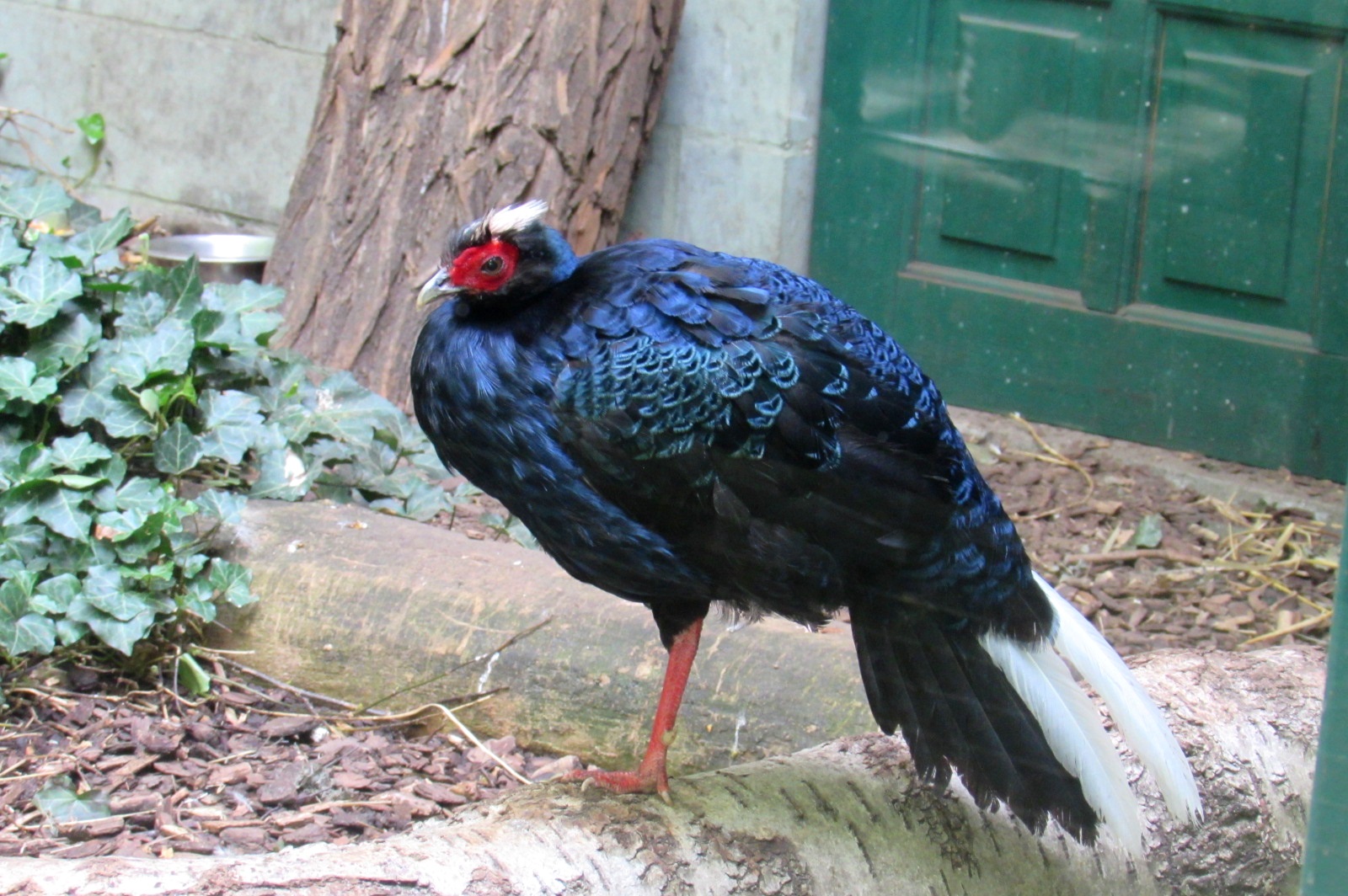 Edward's Pheasant - 05/2015