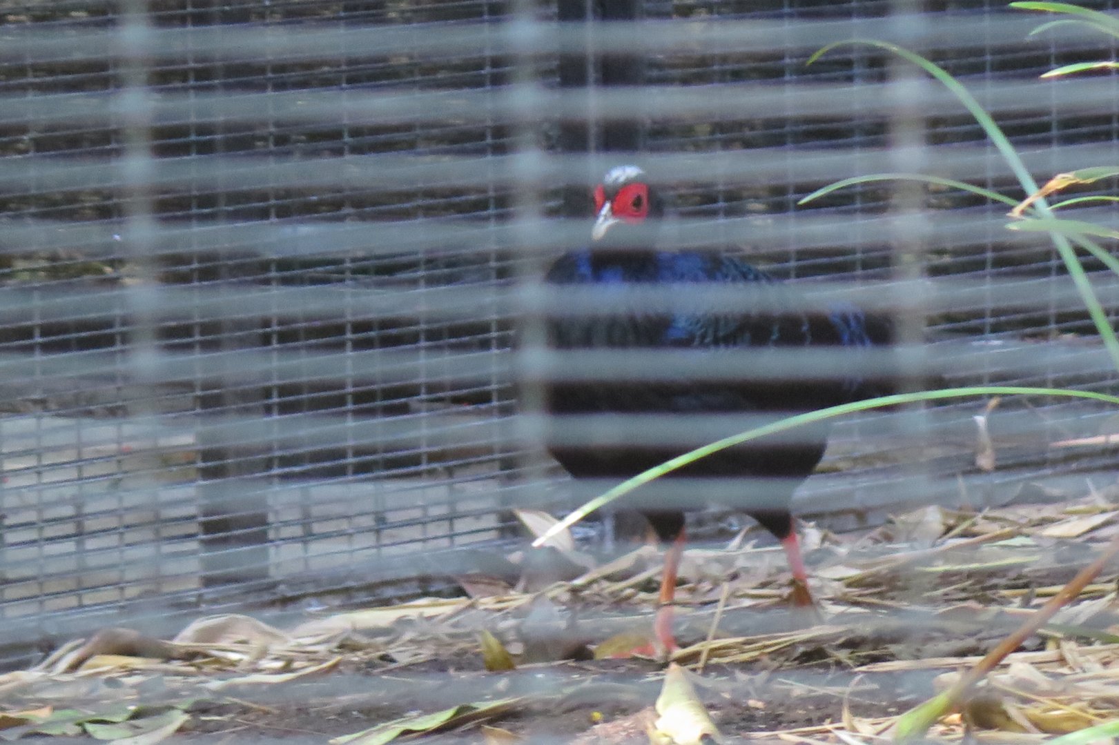 Edward's Pheasant(8/23/2024)