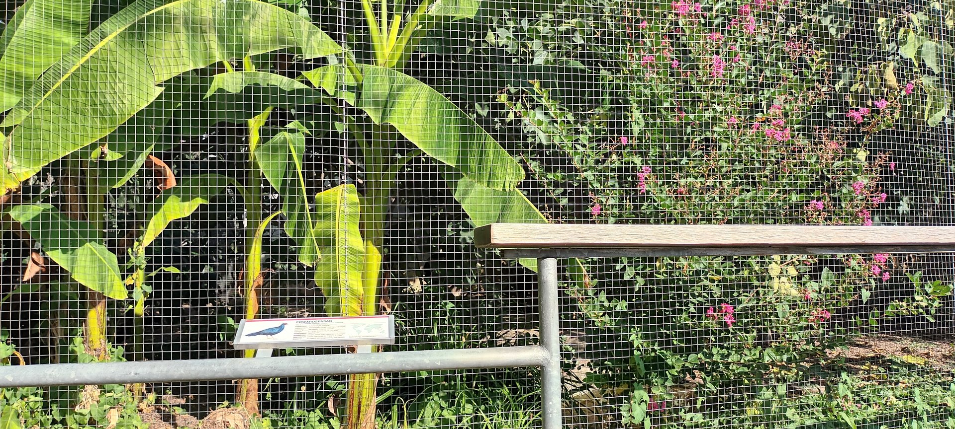Edwards Pheasant and  Mandarin Duck Aviary