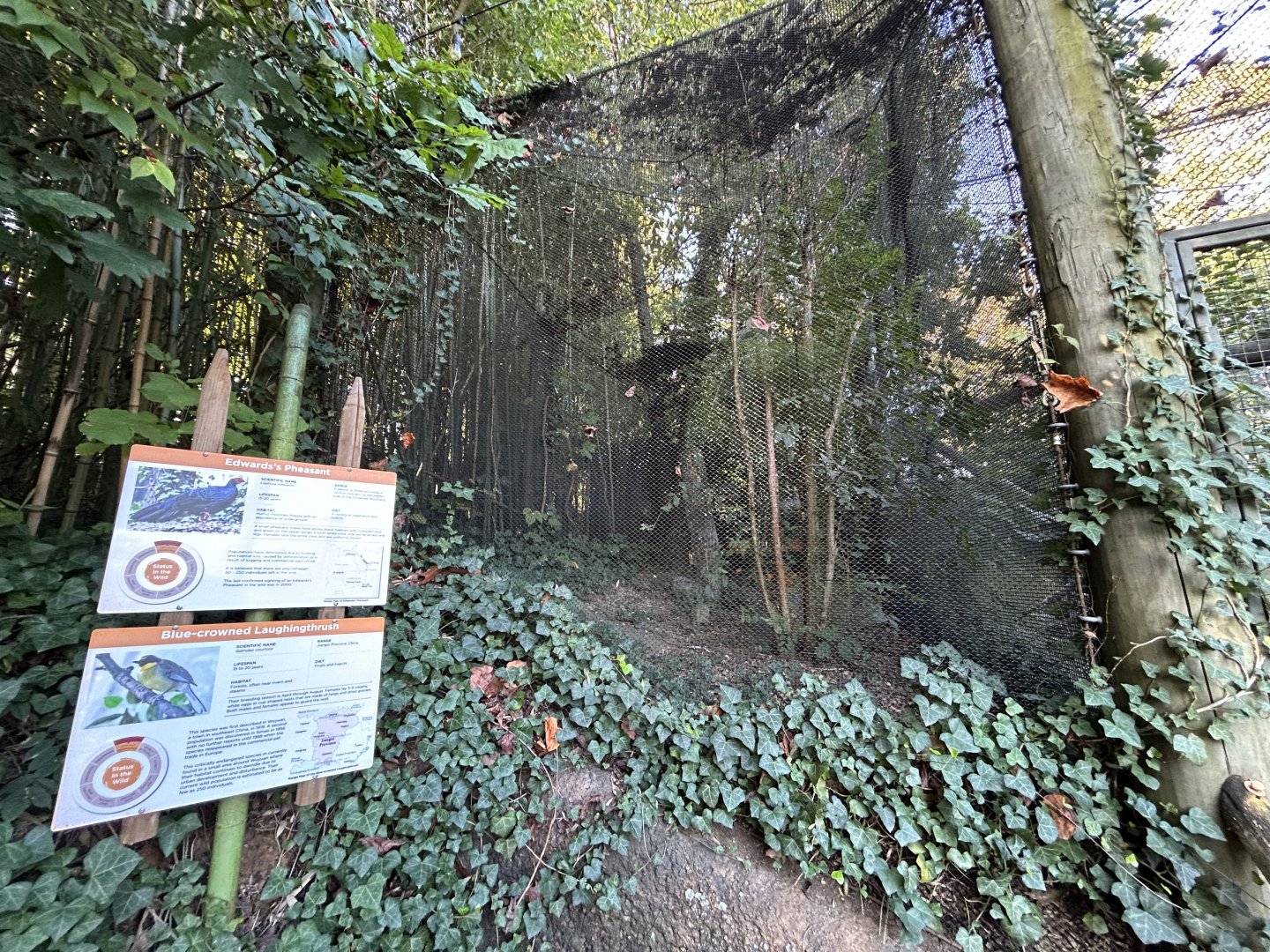 Edward’s Pheasant & Blue-crowned Laughingthrush Aviary - Red Panda Village