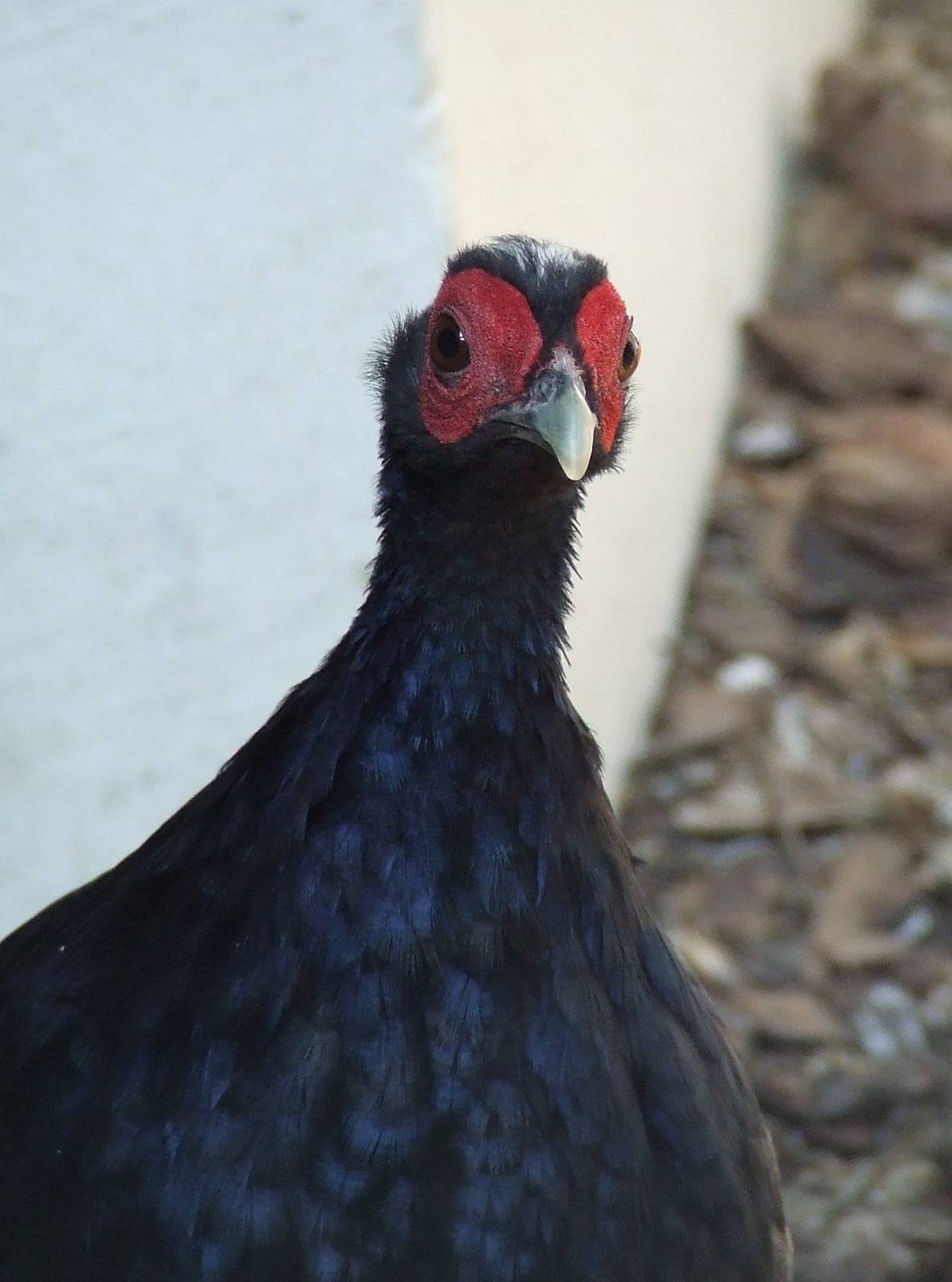 Edward's pheasant @ Budapest Zoo