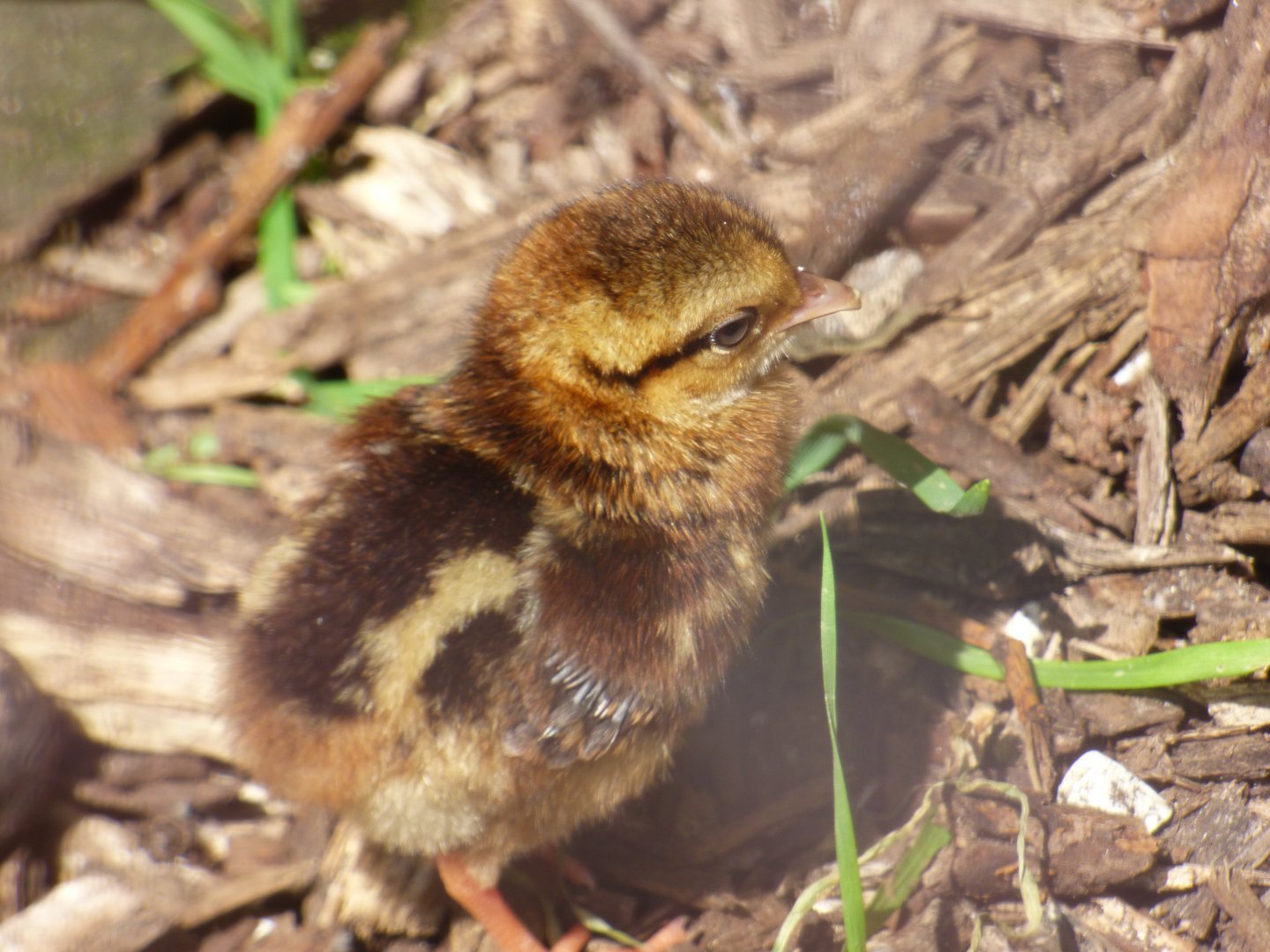 Edward's Pheasant Chick