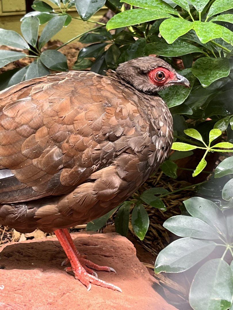 Edward's Pheasant female
