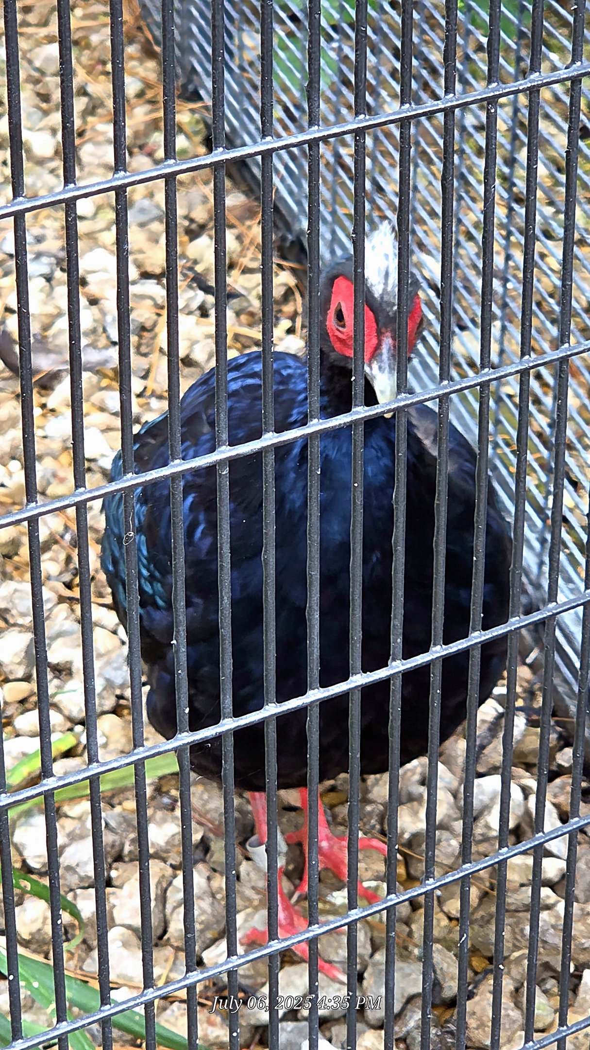Edward's Pheasant - Fort Worth Zoo