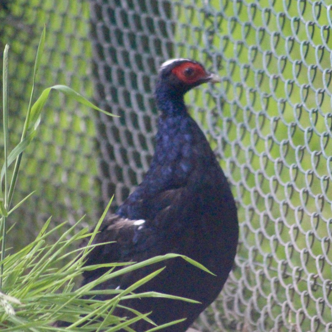 Edward's pheasant (Lophura edwardsi) at Fota Wildlife Park - 08/07/2021