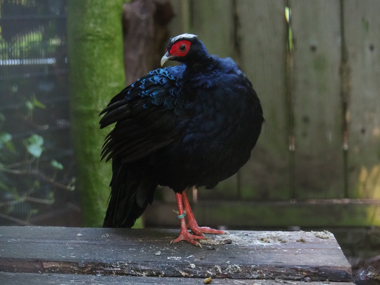 Edward's pheasant (Lophura edwardsi), Sep 2nd, 2018